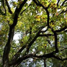 Soutenir le projet Réseaucitoyen